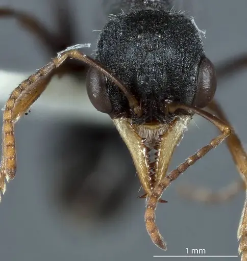 Myrmecia urens specimen ANTWEB1041176 image antweb1041176_2