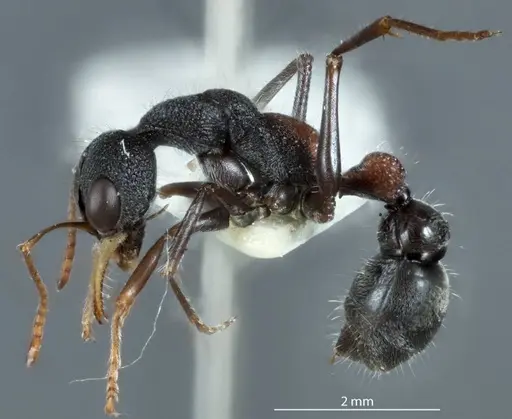 Myrmecia urens specimen ANTWEB1041176 image antweb1041176_3