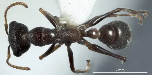 Myrmecia urens specimen JDM32-002547 image jdm32-002547_1
