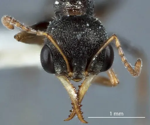 Myrmecia urens specimen JDM32-002547 image jdm32-002547_2