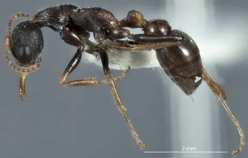 Myrmecia urens specimen JDM32-002547 image jdm32-002547_3