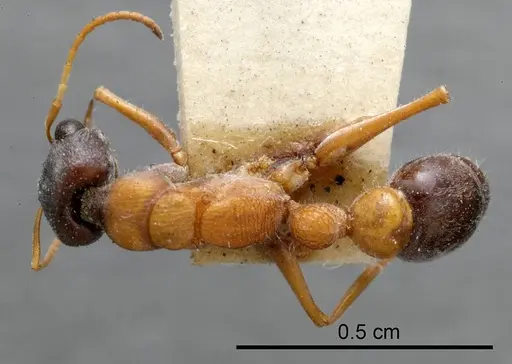 Myrmecia varians specimen ANTWEB1008294 image antweb1008294_1