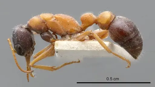 Myrmecia varians specimen ANTWEB1008294 image antweb1008294_2