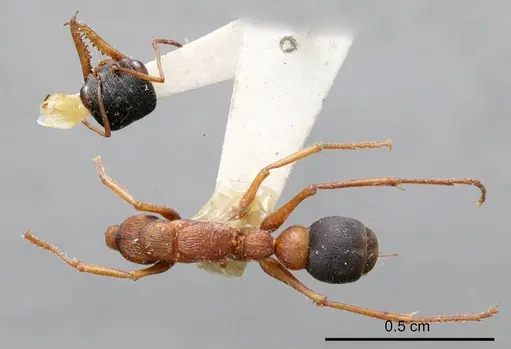 Myrmecia varians specimen ANTWEB1008296 image antweb1008296_1