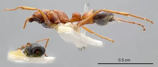 Myrmecia varians specimen ANTWEB1008296 image antweb1008296_2