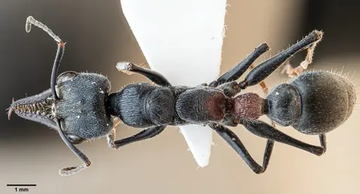 Myrmecia varians specimen ANTWEB1060652 image antweb1060652_1