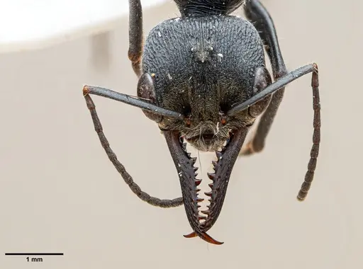 Myrmecia varians specimen ANTWEB1060652 image antweb1060652_2