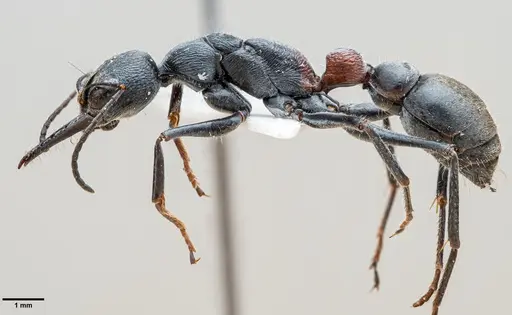 Myrmecia varians specimen ANTWEB1060652 image antweb1060652_3