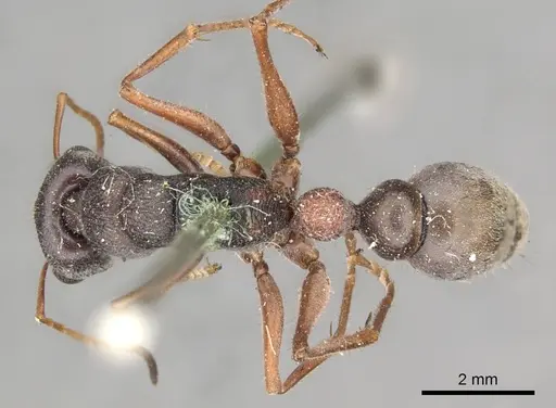 Myrmecia varians specimen CASENT0915838 image casent0915838_1