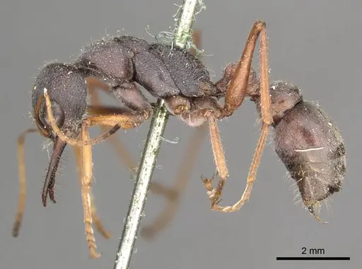 Myrmecia varians specimen CASENT0915838 image casent0915838_3