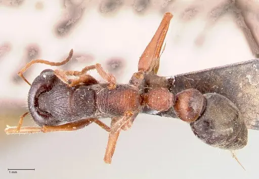 Myrmecia varians specimen FOCOL0828 image focol0828_1