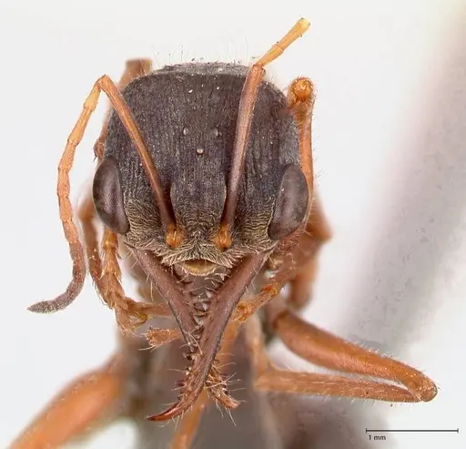 Myrmecia varians specimen FOCOL0828 image focol0828_2
