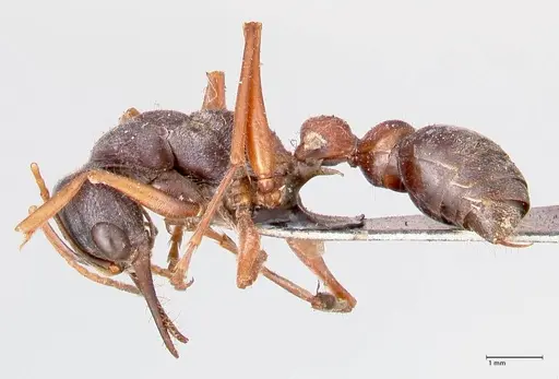 Myrmecia varians specimen FOCOL0828 image focol0828_3
