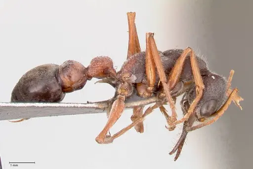 Myrmecia varians specimen FOCOL0828 image focol0828_4