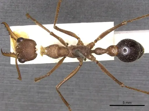 Myrmecia vindex specimen CASENT0902796 image casent0902796_1