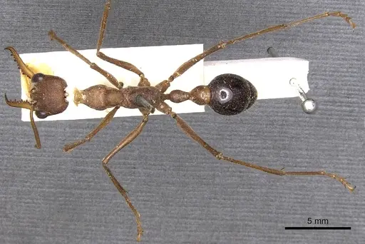 Myrmecia vindex specimen CASENT0902796 image casent0902796_2