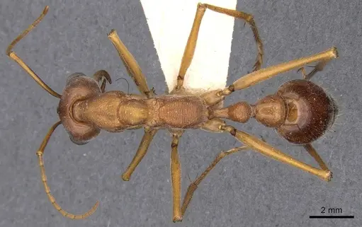Myrmecia vindex specimen CASENT0907095 image casent0907095_1