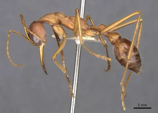 Myrmecia vindex specimen CASENT0907095 image casent0907095_3