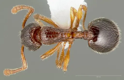 Myrmecina americana specimen CASENT0005696 image casent0005696_1
