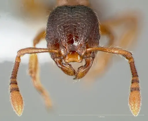 Myrmecina americana specimen CASENT0005696 image casent0005696_2