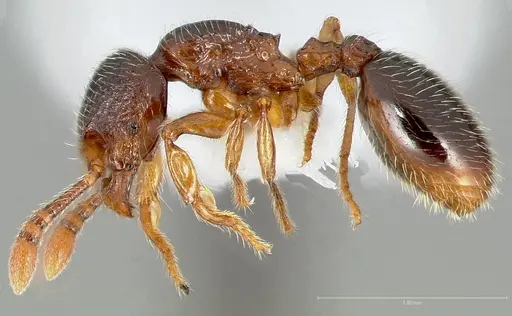Myrmecina americana specimen CASENT0005696 image casent0005696_3