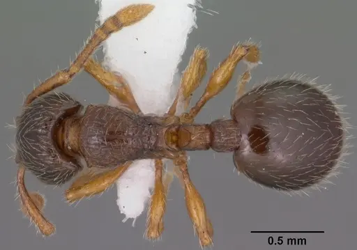 Myrmecina americana specimen CASENT0102853 image casent0102853_1