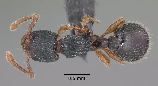 Myrmecina americana specimen CASENT0103049 image casent0103049_1