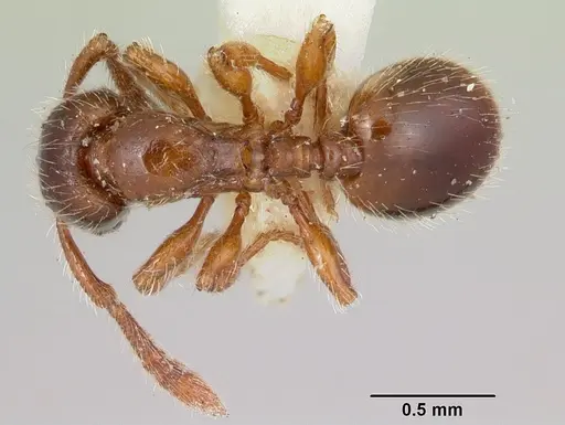 Myrmecina americana specimen CASENT0103137 image casent0103137_1