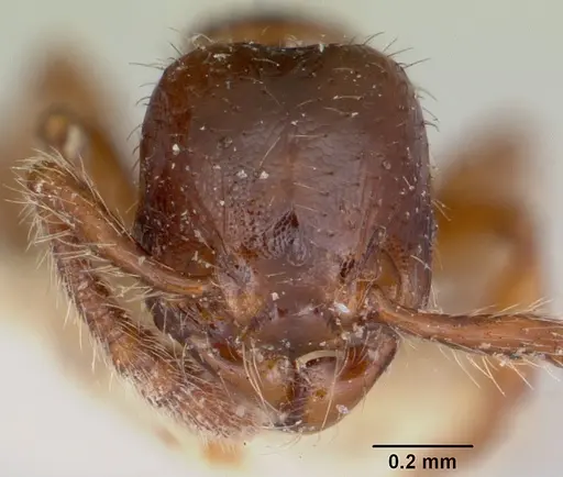 Myrmecina americana specimen CASENT0103137 image casent0103137_2