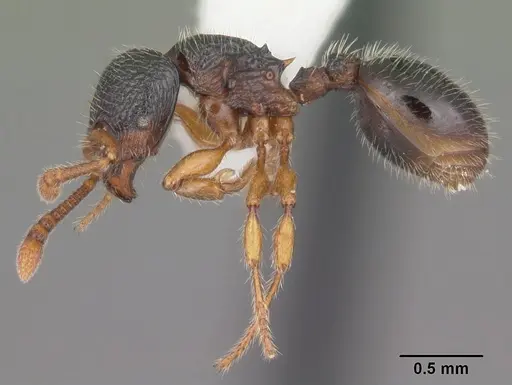 Myrmecina americana specimen CASENT0104118 image casent0104118_3