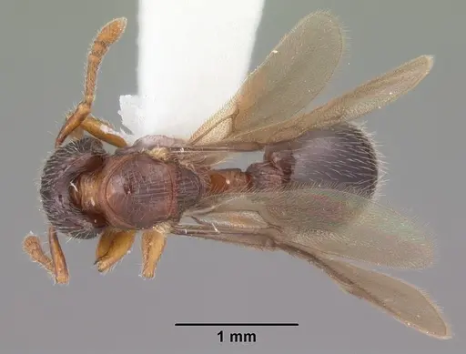 Myrmecina americana specimen CASENT0104119 image casent0104119_1