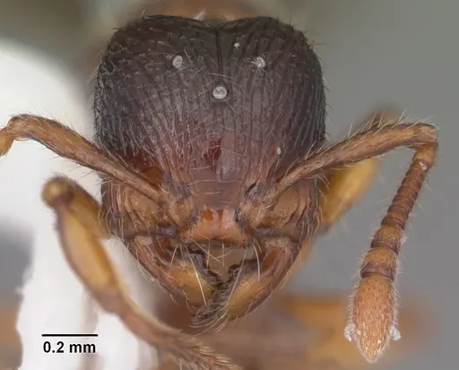Myrmecina americana specimen CASENT0104119 image casent0104119_2