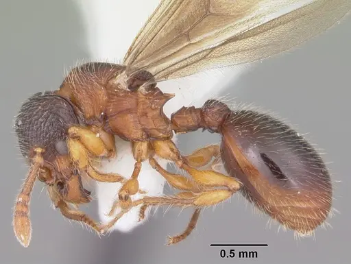 Myrmecina americana specimen CASENT0104119 image casent0104119_3