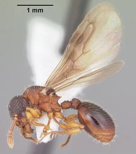 Myrmecina americana specimen CASENT0104119 image casent0104119_4