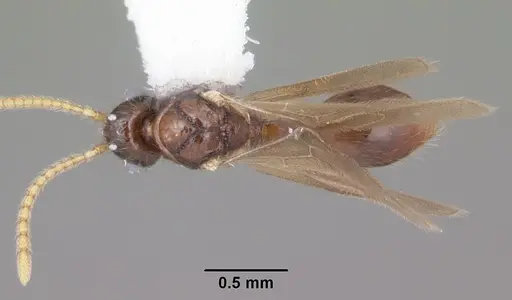 Myrmecina americana specimen CASENT0104121 image casent0104121_1