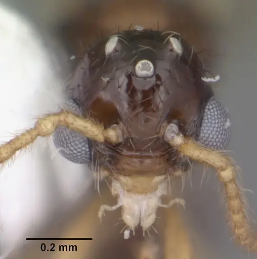 Myrmecina americana specimen CASENT0104121 image casent0104121_2