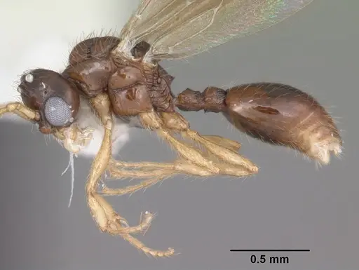Myrmecina americana specimen CASENT0104121 image casent0104121_3