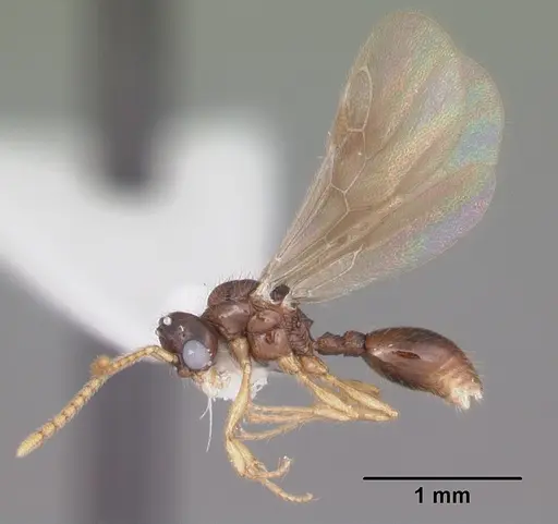 Myrmecina americana specimen CASENT0104121 image casent0104121_4