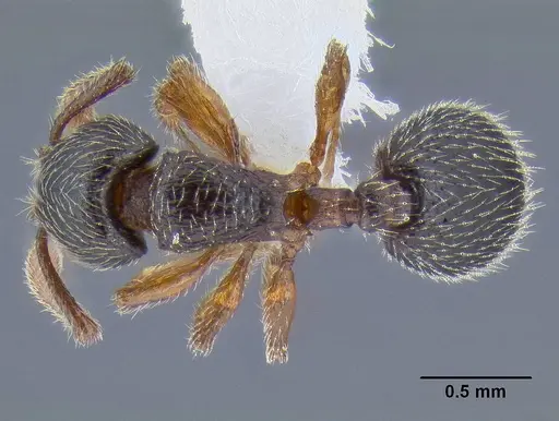 Myrmecina americana specimen CASENT0106284 image casent0106284_1