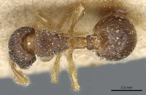 Myrmecina americana specimen CASENT0904688 image casent0904688_1