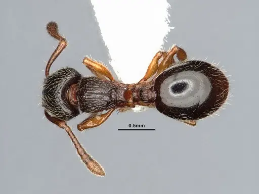 Myrmecina americana specimen CASENT4031383 image casent4031383_1