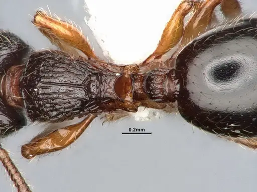 Myrmecina americana specimen CASENT4031383 image casent4031383_2