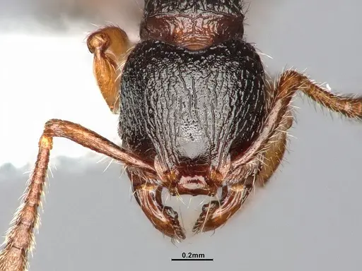 Myrmecina americana specimen CASENT4031383 image casent4031383_3