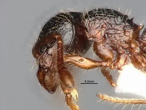 Myrmecina americana specimen CASENT4031383 image casent4031383_4