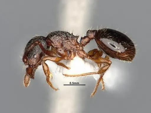 Myrmecina americana specimen CASENT4031383 image casent4031383_5