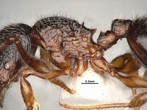 Myrmecina americana specimen CASENT4031383 image casent4031383_6