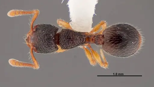 Myrmecina americana specimen FMNHINS0000088661 image fmnhins0000088661_1