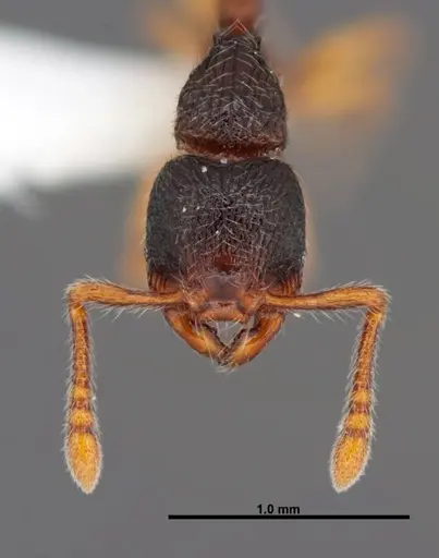 Myrmecina americana specimen FMNHINS0000088661 image fmnhins0000088661_2
