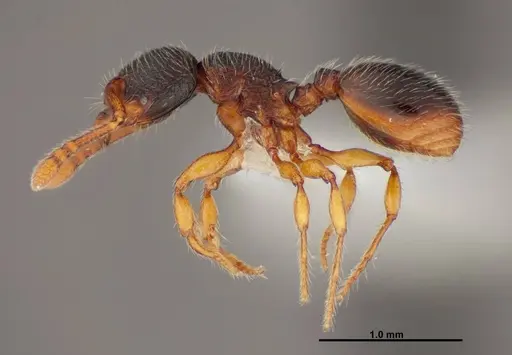 Myrmecina americana specimen FMNHINS0000088661 image fmnhins0000088661_3