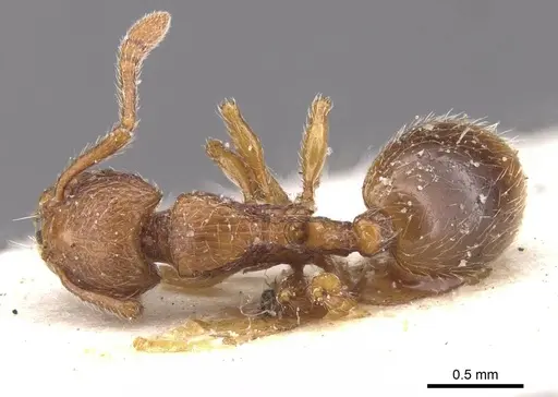 Myrmecina atlantis specimen CASENT0913027 image casent0913027_1